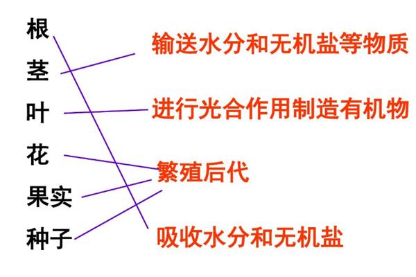 植物的茎输送水分的方向，方向是由下至上