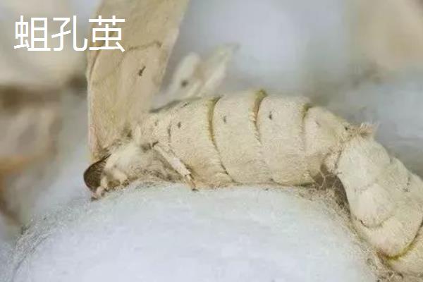 蚕茧的价格，鲜茧售卖价格每斤17元左右