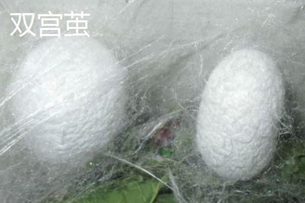 蚕茧的价格，鲜茧售卖价格每斤17元左右