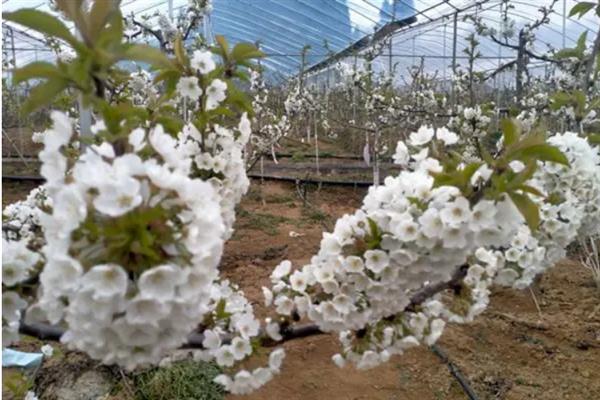 车厘子花的外形特点，花瓣为白色且在艳阳天开放